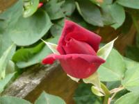 Bouton de rose (1)