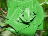 Rosa verde