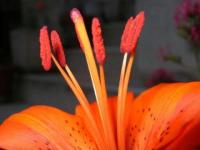 Lys orangé 2