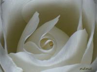 Coeur de Rose