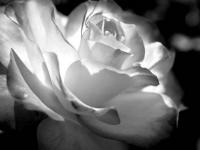 Rose noir & blanc
