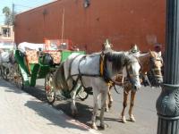 Calèche au Maroc