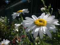 Daisy