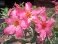 Viet Nam : Adenium