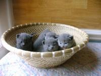 Adorables chatons chartreux