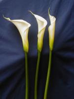 Calla Lily
