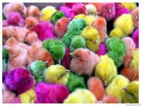 Pollitos de colores