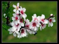 Flor 11