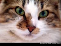 Regard de chat
