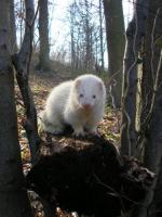Furet