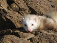 Meeko à la plage
