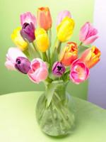 Tulipanes