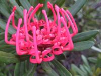 Waratah