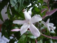 Mon Jasmin