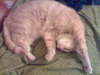 Ramses