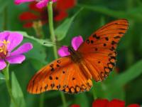 Mariposa3