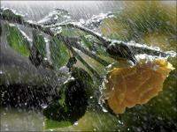 Paysage d'eau