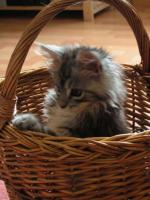 Depuis mon panier