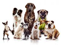 Dog family