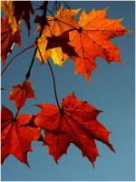 C'est l'automne !