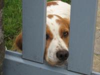 Un chien malheureux ?