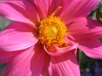 Rencontre avec une fleur