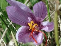 Fleur de safran