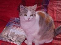 Chatte savante