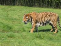 Tigre15