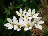 Fleur du jardin