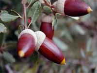 Bellotas-1