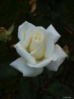 Rose Michelle Torr