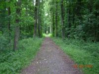 Belgique : Forêt de Mariemont