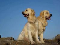 Complices