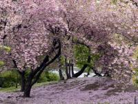 La magie de la floraison