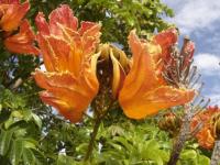 Tulipier du gabon 2