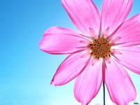 Flor 17
