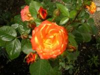 Rose 2008