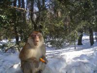 Singe en hiver au maroc (azrou)