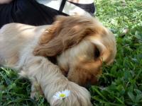 Whisky et la fleur