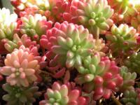 Sedum