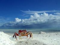 Crabe sur le rivage