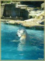 Zoo d'Amneville : Ours polaire