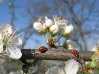 Vivement le printemps