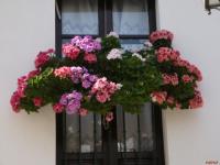 Seville : Balcon Fleuri