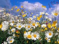 Flores del Campo ...