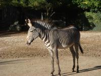 Zoo Mulhouse