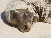 Bronzette avec sable