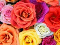 Muchas rosas