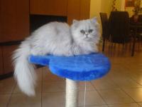 Dolce-lana